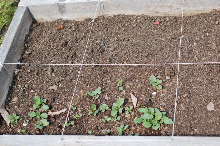 Our Square Foot Garden(2012)... - CreativLEI