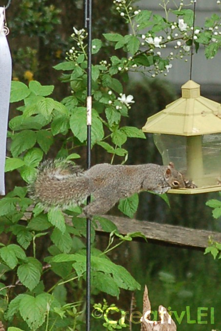 squirrel at the bird feeder