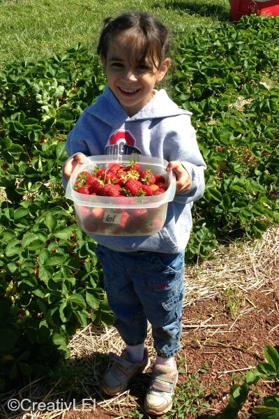 Strawberry picking at Glade Link