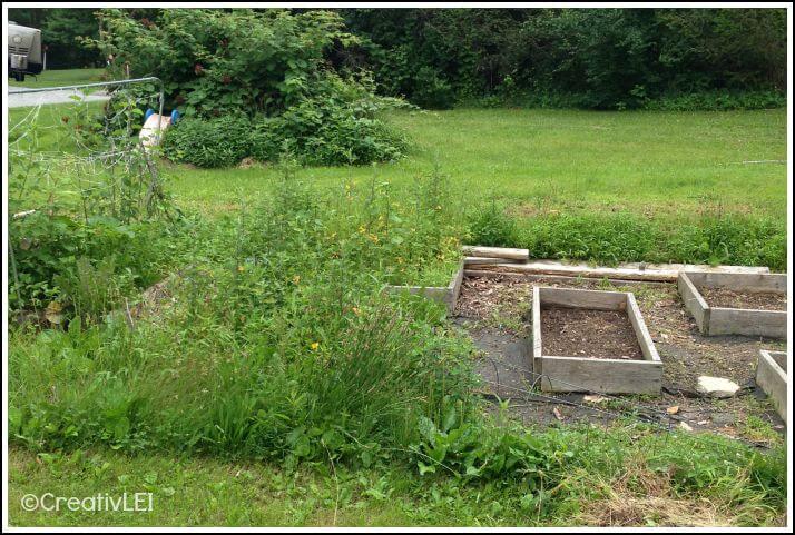 reclaiming an overgrown square foot garden box by box