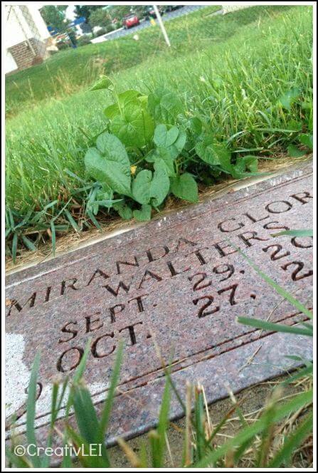 planting memorial plants at the cemetery