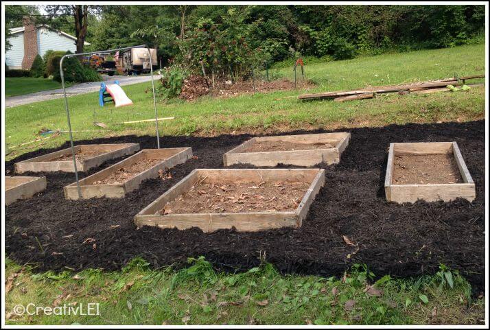 Using mulch to control weeds around raised square foot garden beds