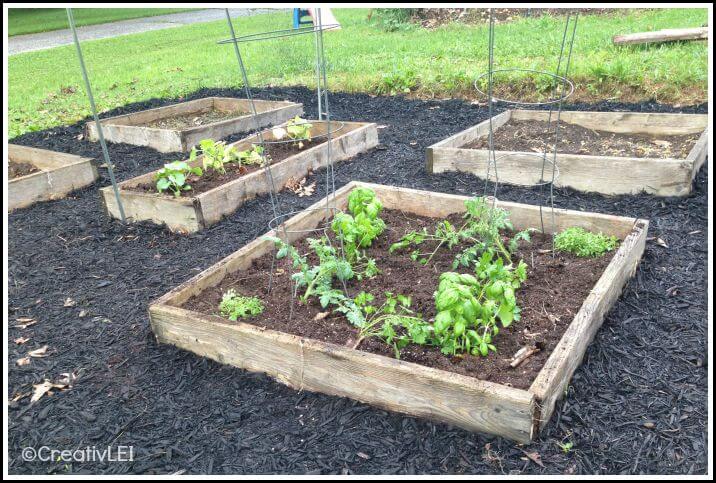 Pizza garden in a raised bed square foot garden